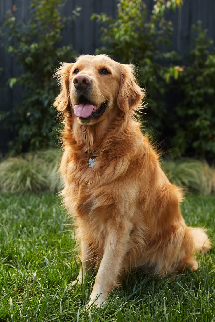 files/Secure_your_dogs_for_a_safe_delivery.jpg